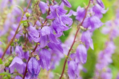 Creeping Bellflower