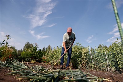 A person raking in the garden