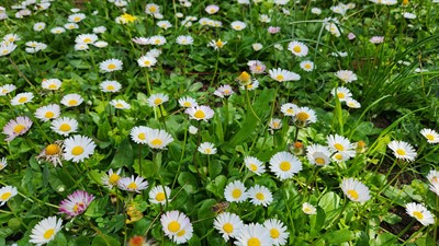 Oxeye Daisy