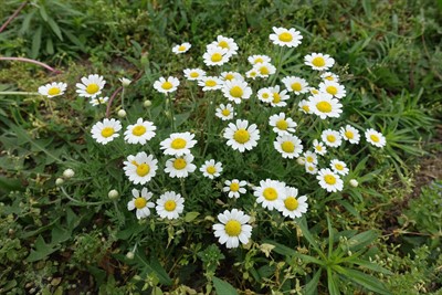 Scentless Chamomile